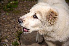 Алабай напал на гулявших с собаками россиянок и прокусил одной из них руку