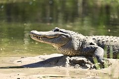 Останки пропавшей женщины нашли в зубах у аллигатора