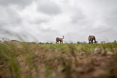 Стая бродячих собак напала на россиянку в Индии