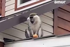 Терроризировавшая российский город обезьяна оказалась пьяной