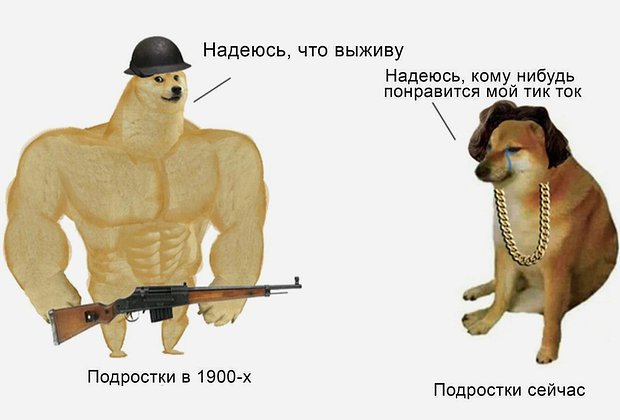 Умерла собака Кабосу из мема с сиба-ину