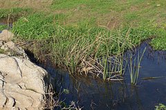 84-летнего россиянина засосало на собственном огороде в трясину