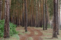 Неизвестные выстрелили в московского бизнесмена и закопали его в лесу