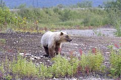 В российском городе ввели режим повышенной готовности из-за медведей
