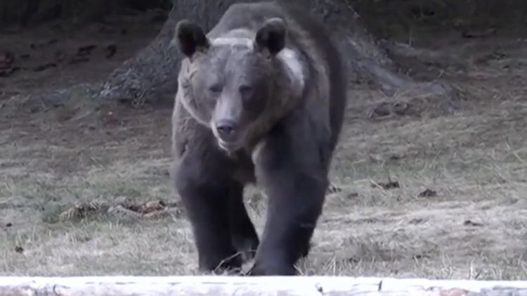 Медведь задрал 19-летнюю девушку. Как поход влюбленной пары к водопаду обернулся кошмаром?