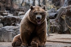 Медведь задрал 19-летнюю даму. Как поход влюбленной пары к водопаду обернулся ужасом?
