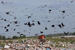 В российском регионе ликвидируют свалки